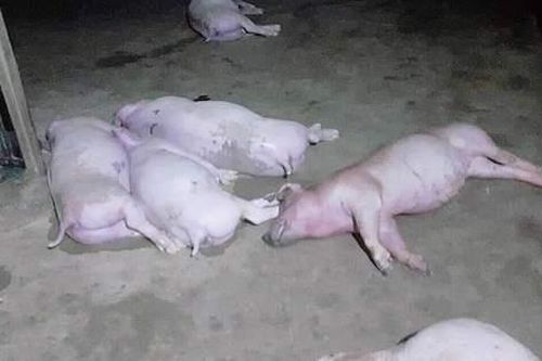12 con lợn của một gia đình ở Hà Tĩnh bị sét đánh chết