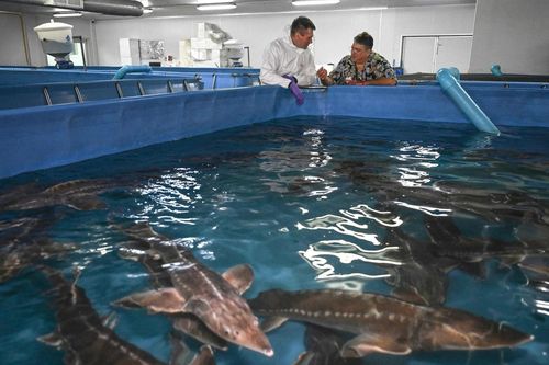 Thu hoạch trứng cá tầm công nghệ cao ở Thái Lan