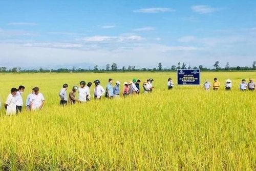 Quảng Trị: Giấc mơ lúa hữu cơ vươn sang Mỹ, Âu không còn xa!