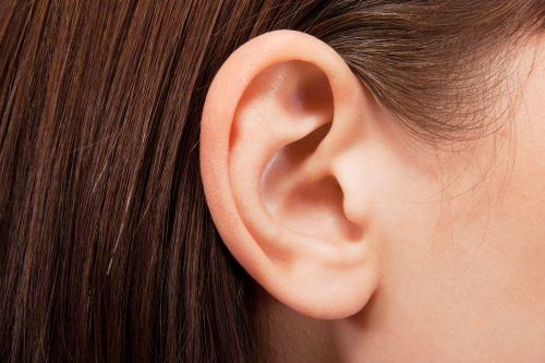 Phát hiện mới về tai giữa của người tiến hóa từ mang cá