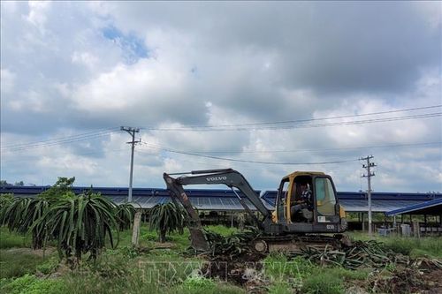 Rớt giá, nông dân phá bỏ vườn thanh long