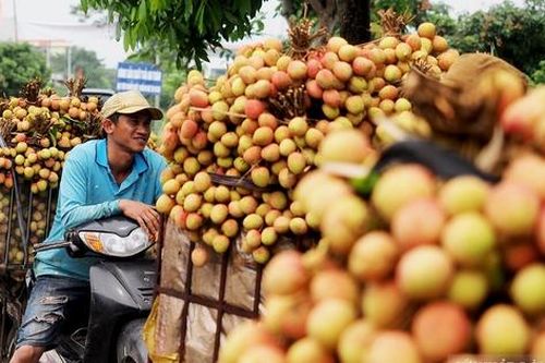 Vải thiều Thanh Hà chín sớm được mùa, người dân phấn khởi mang đi tiêu thụ