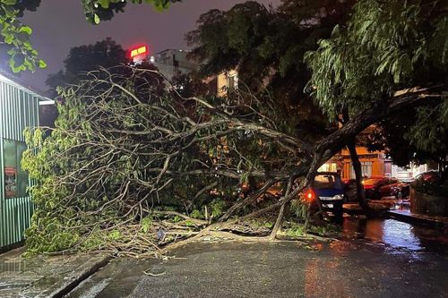 Cây xanh ngã đổ hàng loạt do mưa lớn, Sở Xây dựng TP.HCM nói gì?