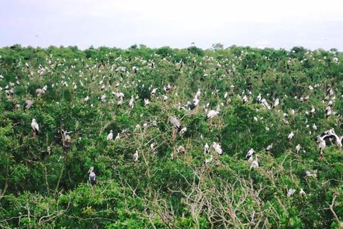 Đồng Tháp: Phát triển đô thị vùng phụ cận Vườn quốc gia Tràm Chim