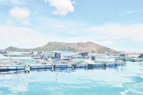 Phát triển nuôi biển công nghệ cao