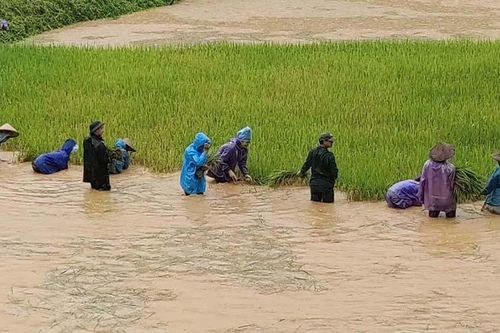 Bộ đội giúp dân vùng biên thu hoạch lúa trong mưa bão