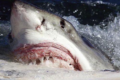 'Bắt' được thủ phạm khiến Megalodon tuyệt chủng: Đang lởn vởn khắp thế giới