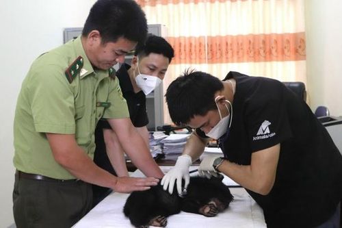 Điện Biên: Liên tiếp 'giải cứu' 3 cá thể gấu ngựa