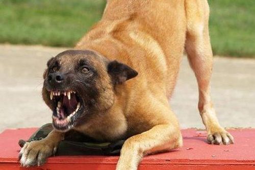 Chó cắn bé trai 4 tuổi tử vong, 2 bé khác phải nhập viện