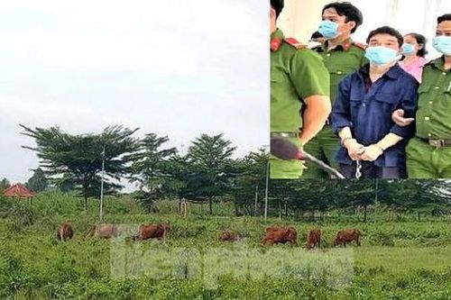 Vẽ dự án 'ma' lừa người dân rồi giả điên trước tòa, giám đốc công ty bị phạt 28 năm tù