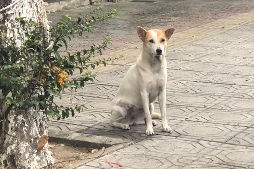 Ba trẻ nhỏ bị chó cắn, một bé 4 tuổi tử vong