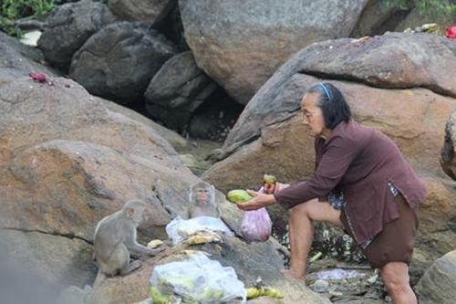 Quảng Ngãi: Bảo tồn đàn khỉ vàng quý hiếm tại đảo Hòn Trà