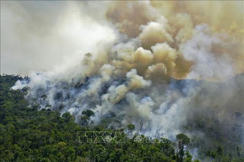 Brazil ghi nhận tháng 5 cháy rừng tồi tệ nhất trong 18 năm qua