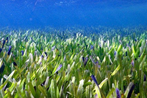 Phát hiện loài thực vật lớn nhất thế giới, che phủ diện tích bằng 20.000 sân bóng
