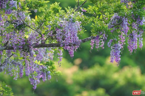 Đà Nẵng: Sẽ trồng nhân rộng cây thàn mát để tạo điểm nhấn du lịch trên bán đảo Sơn Trà