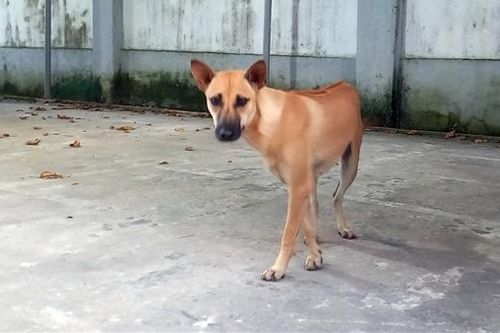 Tử vong sau hơn 2 tháng bị chó cắn