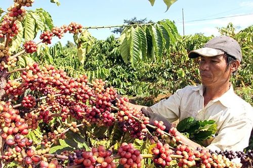 5 triệu euro giúp phát triển cảnh quan bền vững tại Lâm Đồng và Đắk Nông