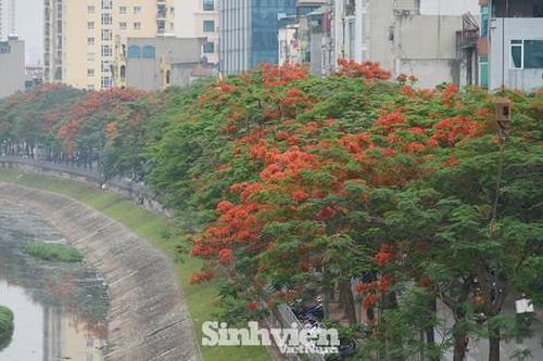 Hoa phượng vĩ 'rực cháy' giữa Thủ đô