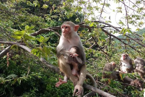 Loài khỉ vàng trên đảo Hòn Trà quý hiếm sao cần bảo tồn gấp?