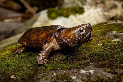Tròn mắt những loài động vật kỳ dị đến khó tin ở Việt Nam