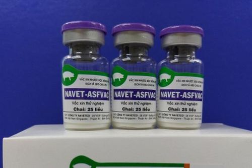 Việt Nam là nước đầu tiên lưu hành thương mại vaccine tả lợn châu Phi