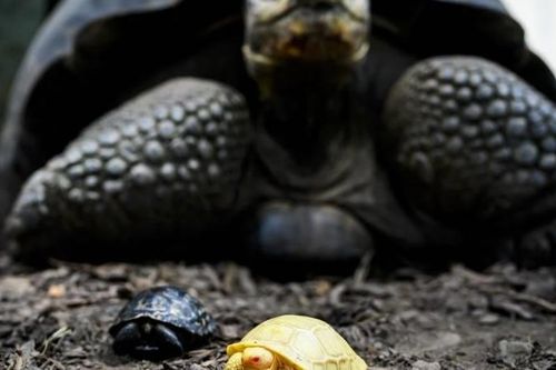 Cơ hội chiêm ngưỡng rùa bạch tạng độc nhất vô nhị tại Thụy Sĩ