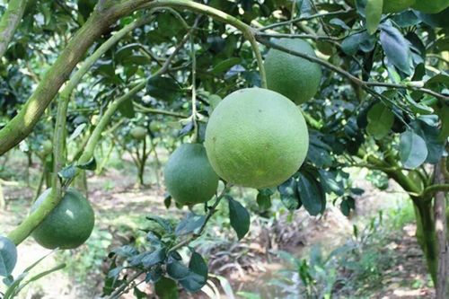 Bến Tre xuất khẩu lô hàng bưởi da xanh đầu tiên sang Mỹ