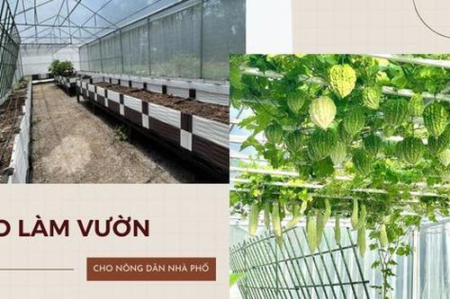 Hướng dẫn 'nông dân nhà phố' cách tạo lập 1 khu vườn xanh mướt chỉ trong 2 tháng