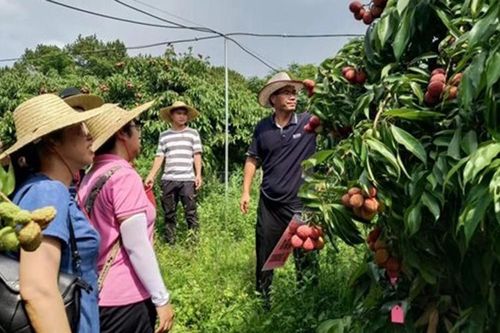 Trung Quốc nhân rộng vải thiều không hạt nhờ đột phá về công nghệ