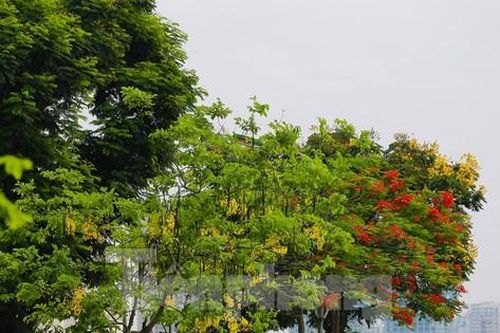 Muồng hoàng yến phủ sắc vàng, Hồ Tây mùa hè đẹp như tranh