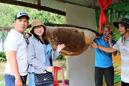 Thú vị nghề 'ăn ong' ở đất rừng U Minh Hạ