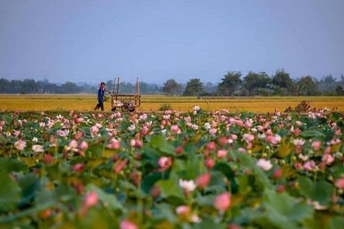 'Thương nhớ' một mùa sen về trên Cố đô Huế