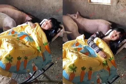 Cô gái xinh xắn thích ngủ trong chuồng lợn, thậm chí còn múa hát cho 'đàn con' nghe