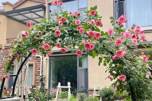 Cô gái 9x mừng tuổi 31 với căn nhà mới có cả sân vườn và sau 300 ngày, khu vườn đã nở rộ đầy hoa