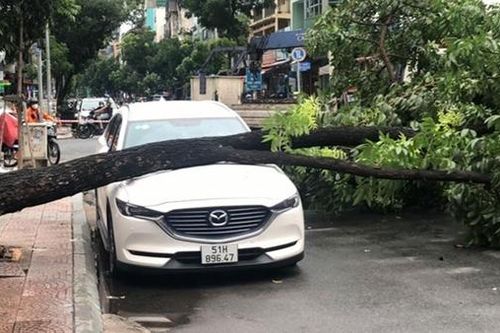 Siêu âm cho cây xanh để giảm thiểu nguy cơ ngã, đổ vào mùa mưa