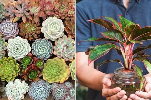 Gợi ý chị em những loại cây cảnh đẹp vừa hợp mùa hè lại vừa mang đến tài lộc cho gia đình