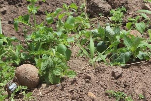 Ném vật liệu nổ sót lại sau chiến tranh, một thiếu niên nhập viện
