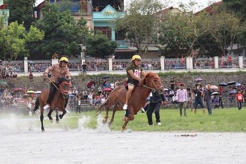 Rộn ràng vó ngựa mùa Lễ hội Cao nguyên trắng Bắc Hà