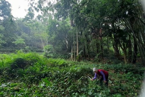Vĩnh Phúc: Cụ bà cả đời giữ rừng, nuôi cò