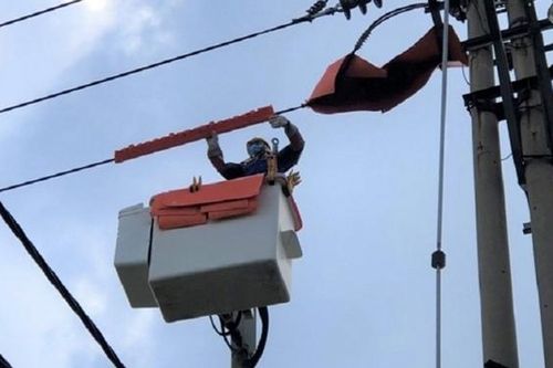 Lạng Sơn: Công ty Điện lực củng cố lưới điện trong mùa mưa bão