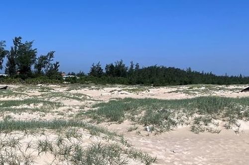 Nhiều diện tích rừng trồng ven biển, đầm phá bị chết