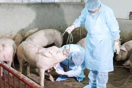 Chủ động giám sát chặt, phát hiện sớm, xử lý các ổ dịch tả lợn châu Phi