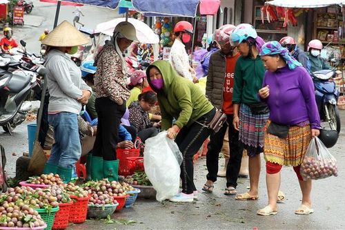 Lào Cai: Nông dân huyện Bắc Hà được mùa, được giá mận Tam Hoa