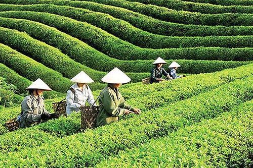 Tăng giá trị, mở rộng thị phần cho cà phê, chè Việt Nam