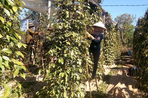 Thu hút đầu tư liên kết sản xuất nông nghiệp