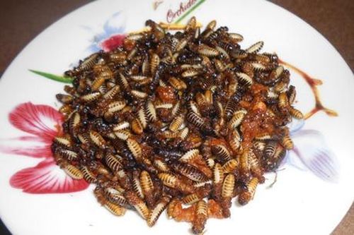 Một phụ nữ ở Hà Nội tử vong do ăn món mối rang