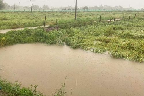 Bình Thuận: Trên 67 ha lúa bị ngập lụt do mưa lớn