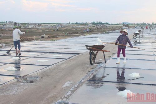 Giá muối tăng, người làm muối Quỳnh Lưu phấn khởi bám nắng sản xuất