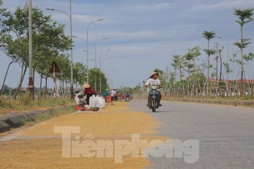 Vô tư 'biến' tuyến đường 173 tỷ đồng thành... sân phơi lúa