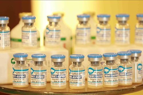 Vaccine dịch tả lợn châu Phi: Cơ hội nâng tầm ngành chăn nuôi Việt Nam
